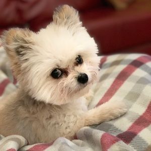 Meet your Posher, Samantha